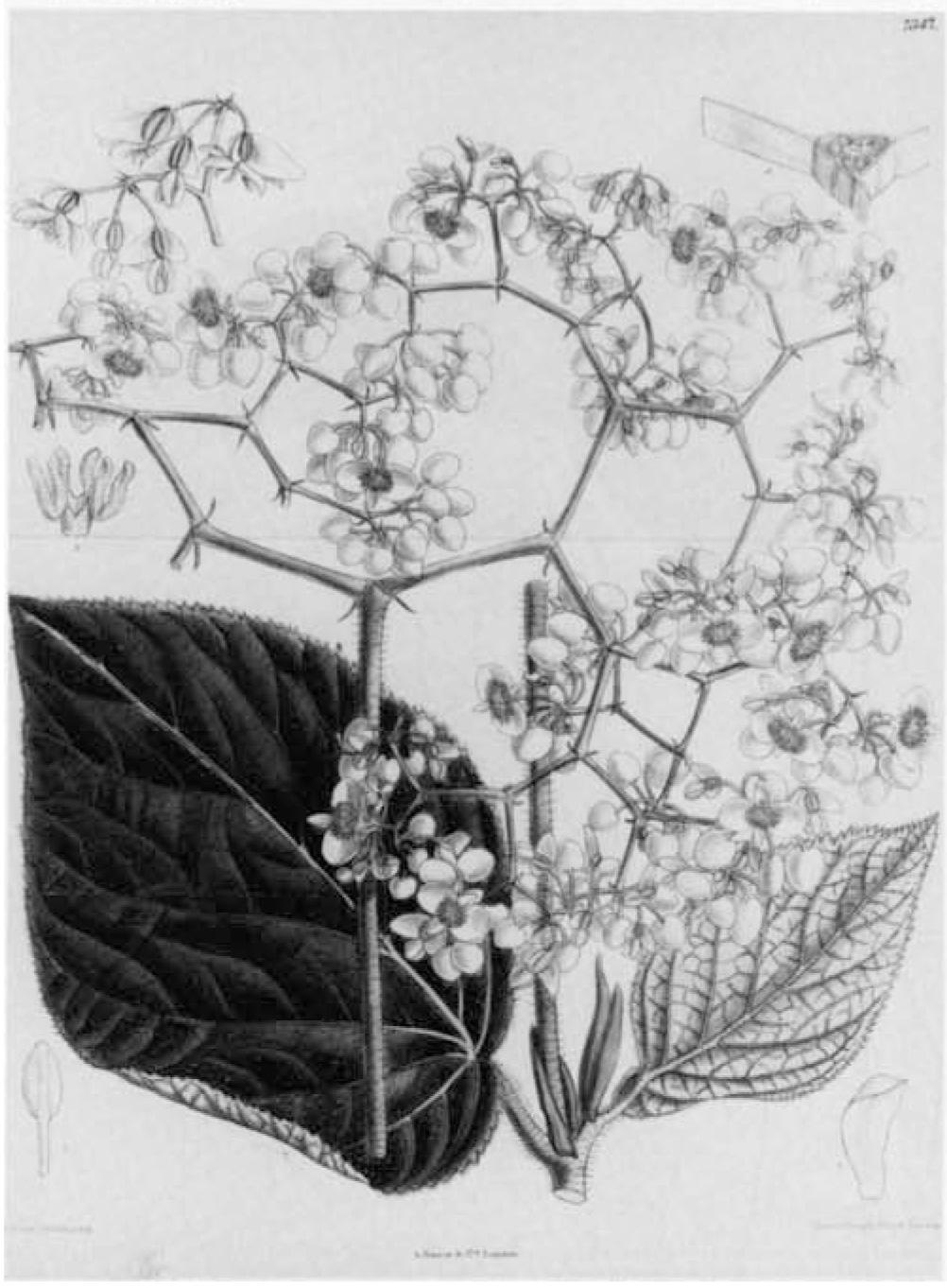 B. scabridoidea
